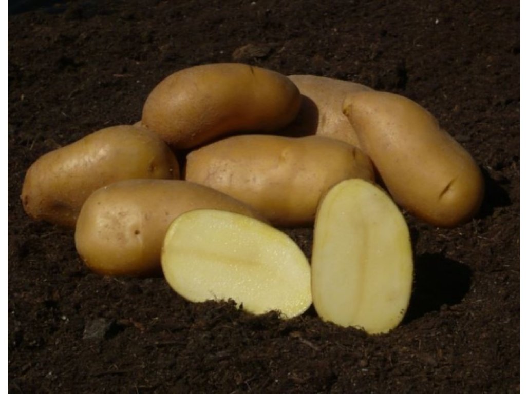 Colette - slovenské sadbové zemiaky 25kg