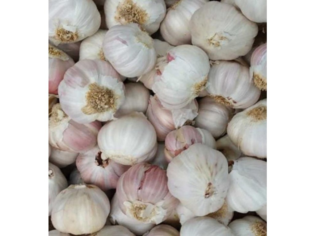 Cesnak MORADO 250 g, sadbový paličiak