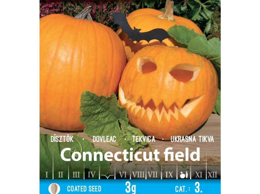 Tekvica, Connecticut field, plazivá, Halloween, 4-8kg 2g