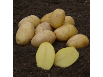 SADBOVÉ ZEMIAKY - WEGA 5KG (SKORÉ)