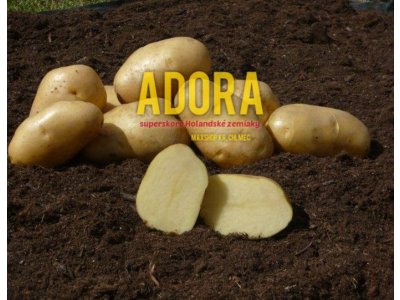 Holandské sadivo zemiakov ADORA žltá, veľmi skorá, varný typ B 5kg