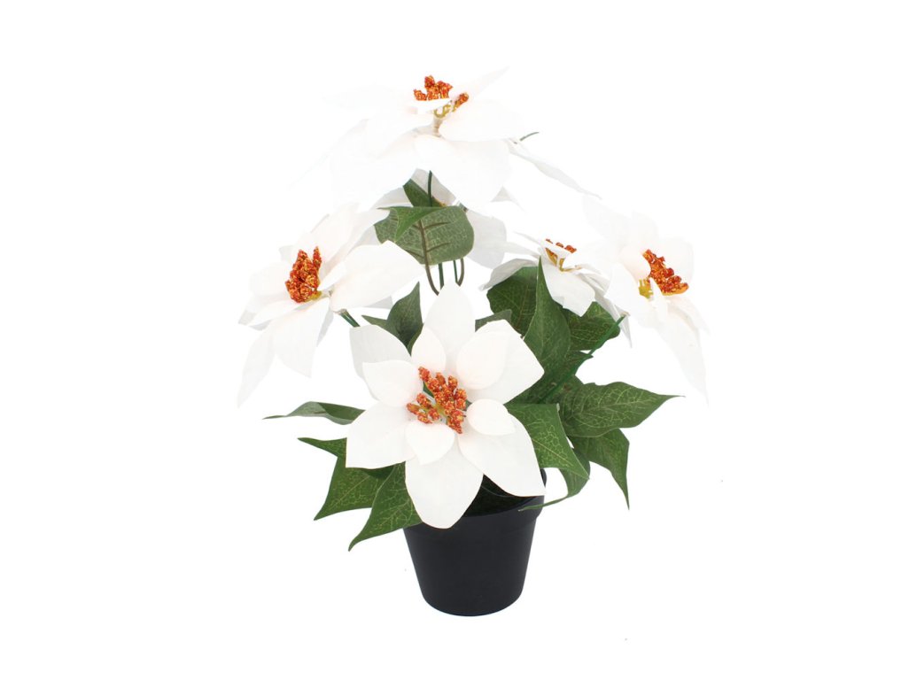 Vianočná biela ruža 35cm v kvetináči