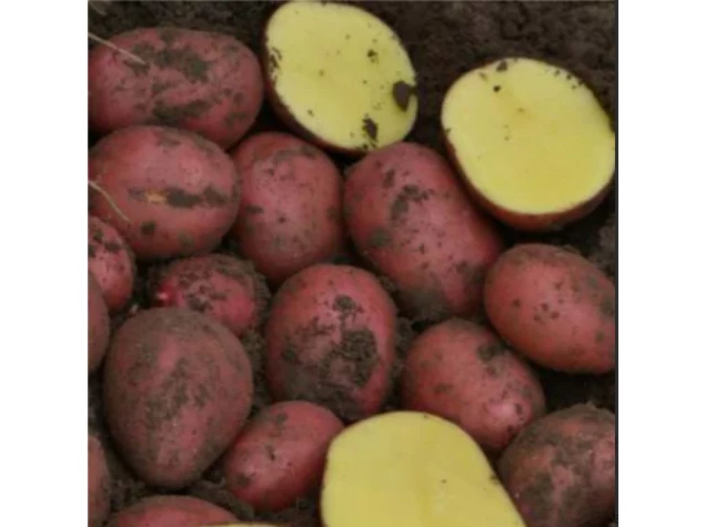 SADBOVÉ ZEMIAKY - BALTIC ROSE 5 KG (STREDNE SKORÉ)