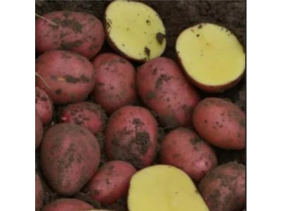 SADBOVÉ ZEMIAKY - BALTIC ROSE 5 KG (STREDNE SKORÉ)